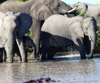 Best of Botswana to Victoria Falls
