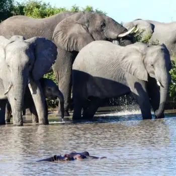 Best of Botswana to Victoria Falls
