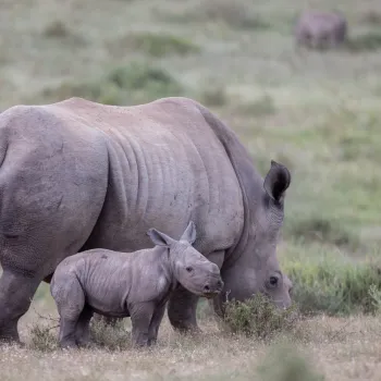 The amazing survival of the Rhino, Thandi