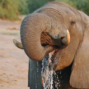 Elephants are Playful and Gregarious