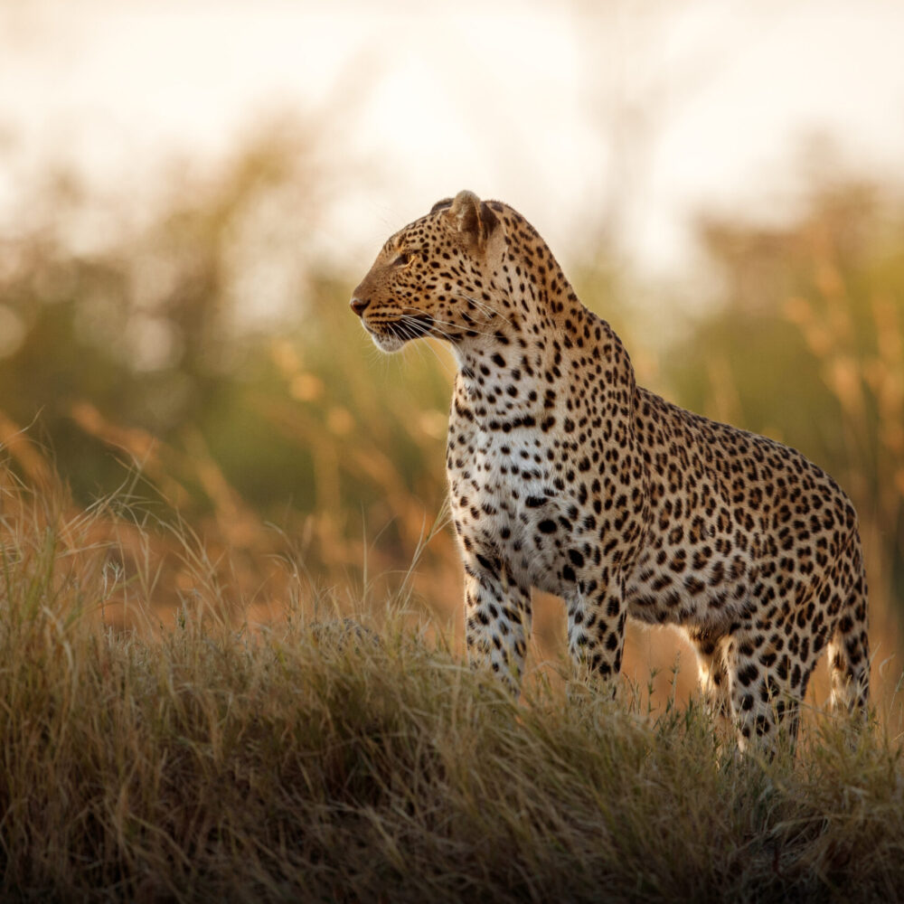 Zanzibar Affordable Four-day Safari Extension