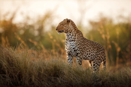 Zanzibar Affordable Four-day Safari Extension