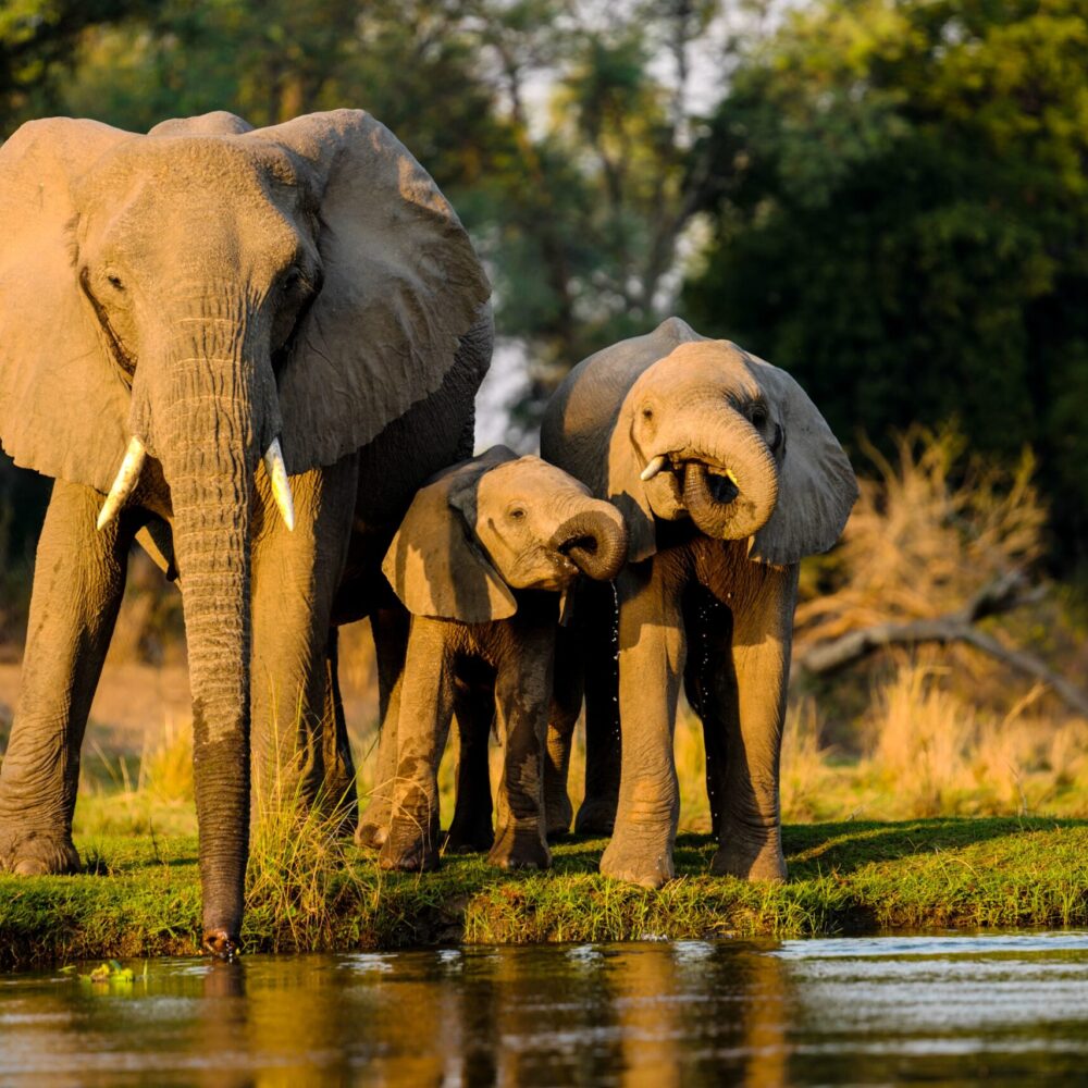 Cape Town, Kruger & Victoria Falls Affordable Safari