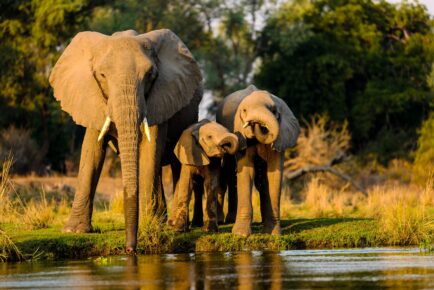 Cape Town, Kruger & Victoria Falls Affordable Safari