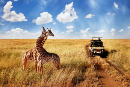 Safari Zambia – TEN days