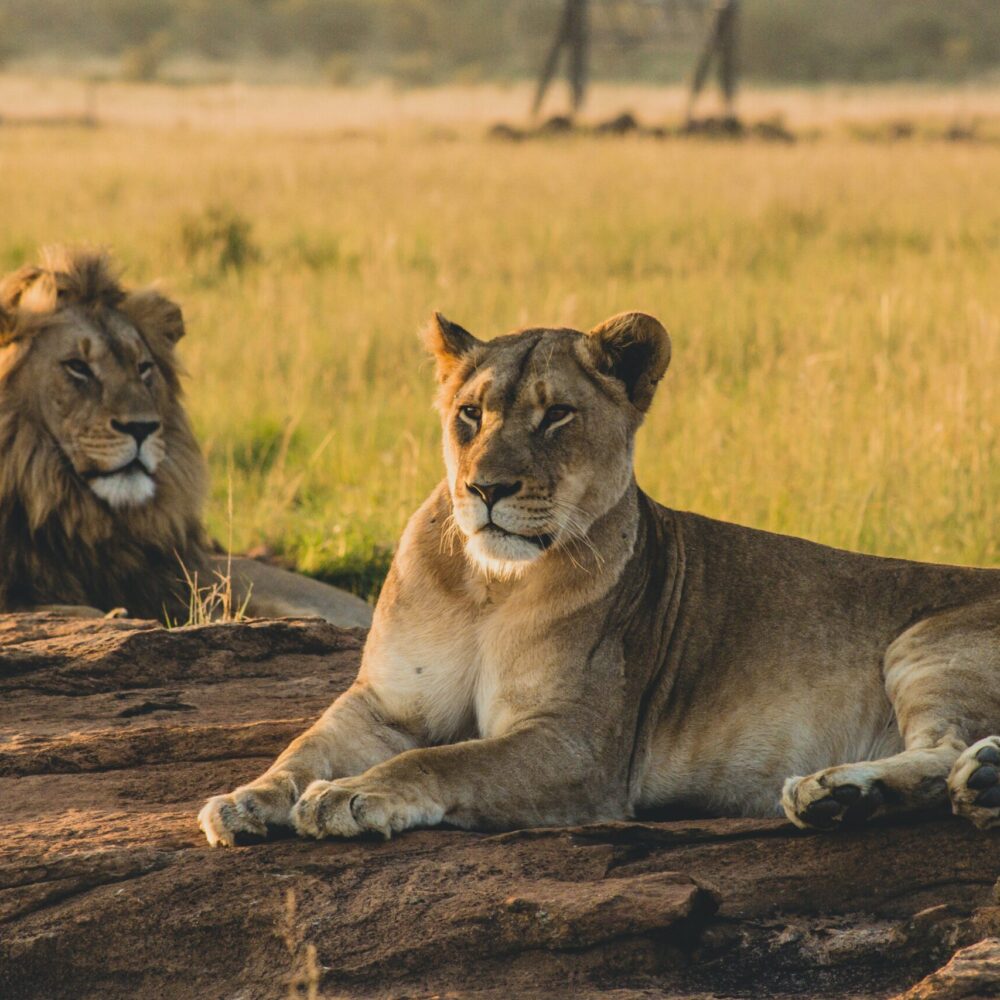 Kruger Safari and Cape Town