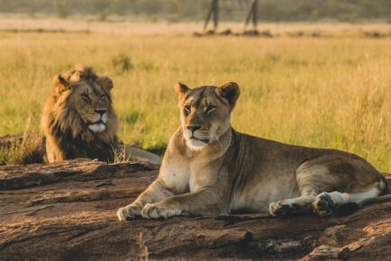 Kruger Safari and Cape Town