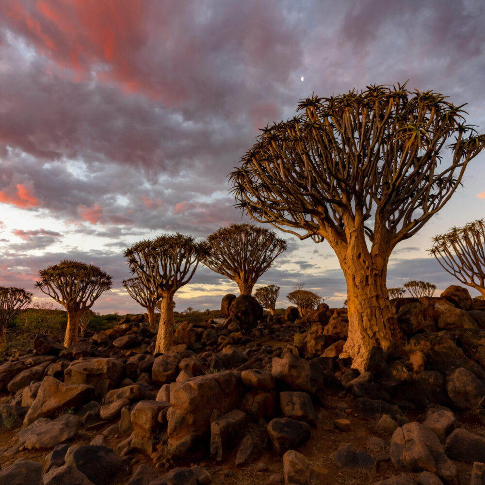 Namibia Tours and Wildlife Safari