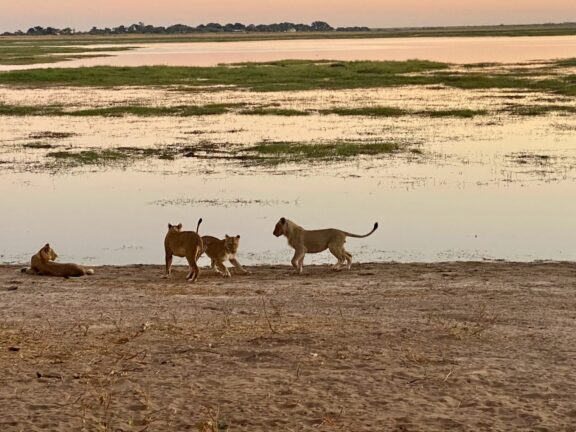 Chobe 1