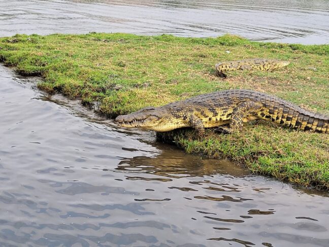 Chobe 2
