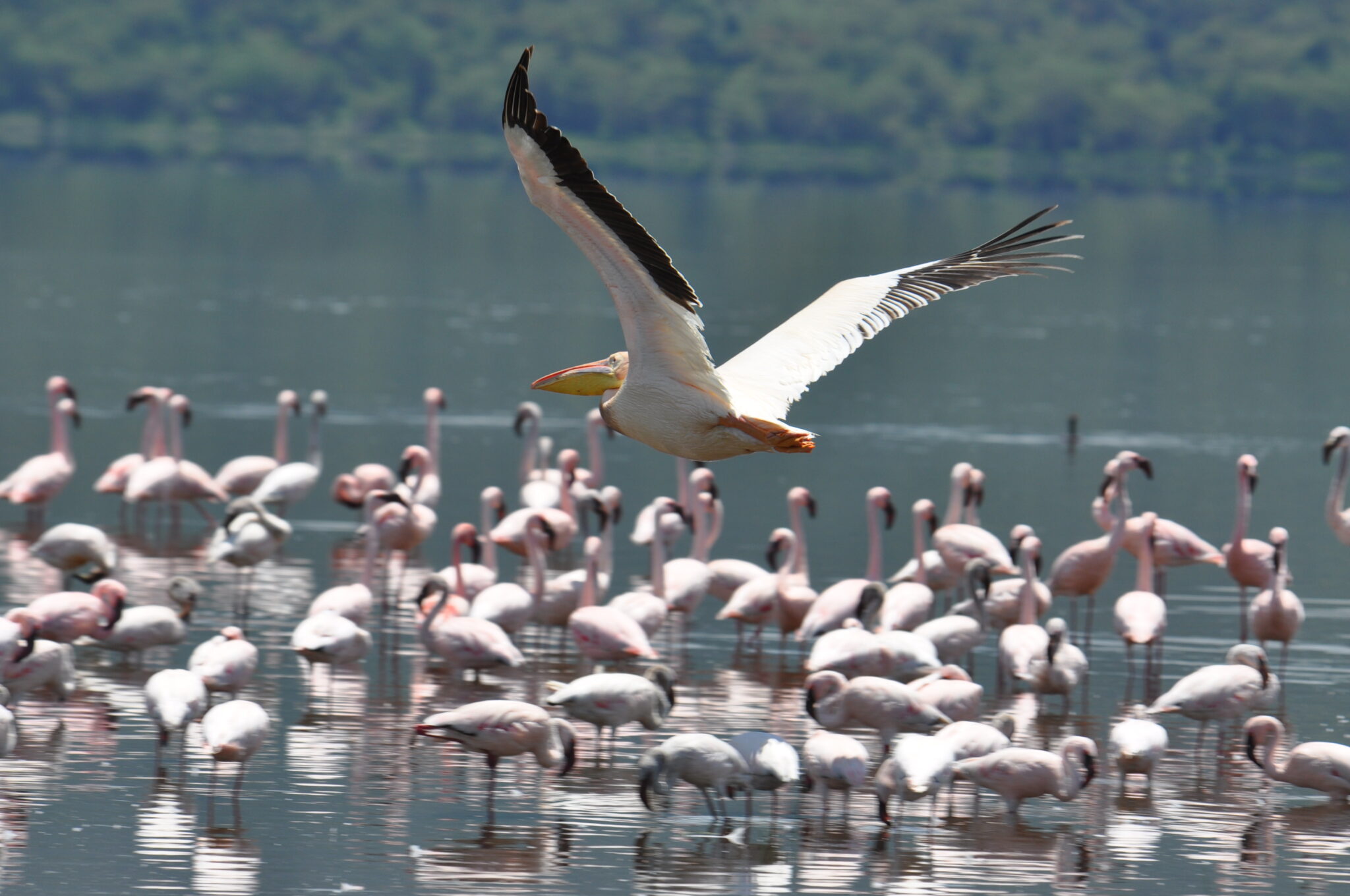 Lake Nakuru 2