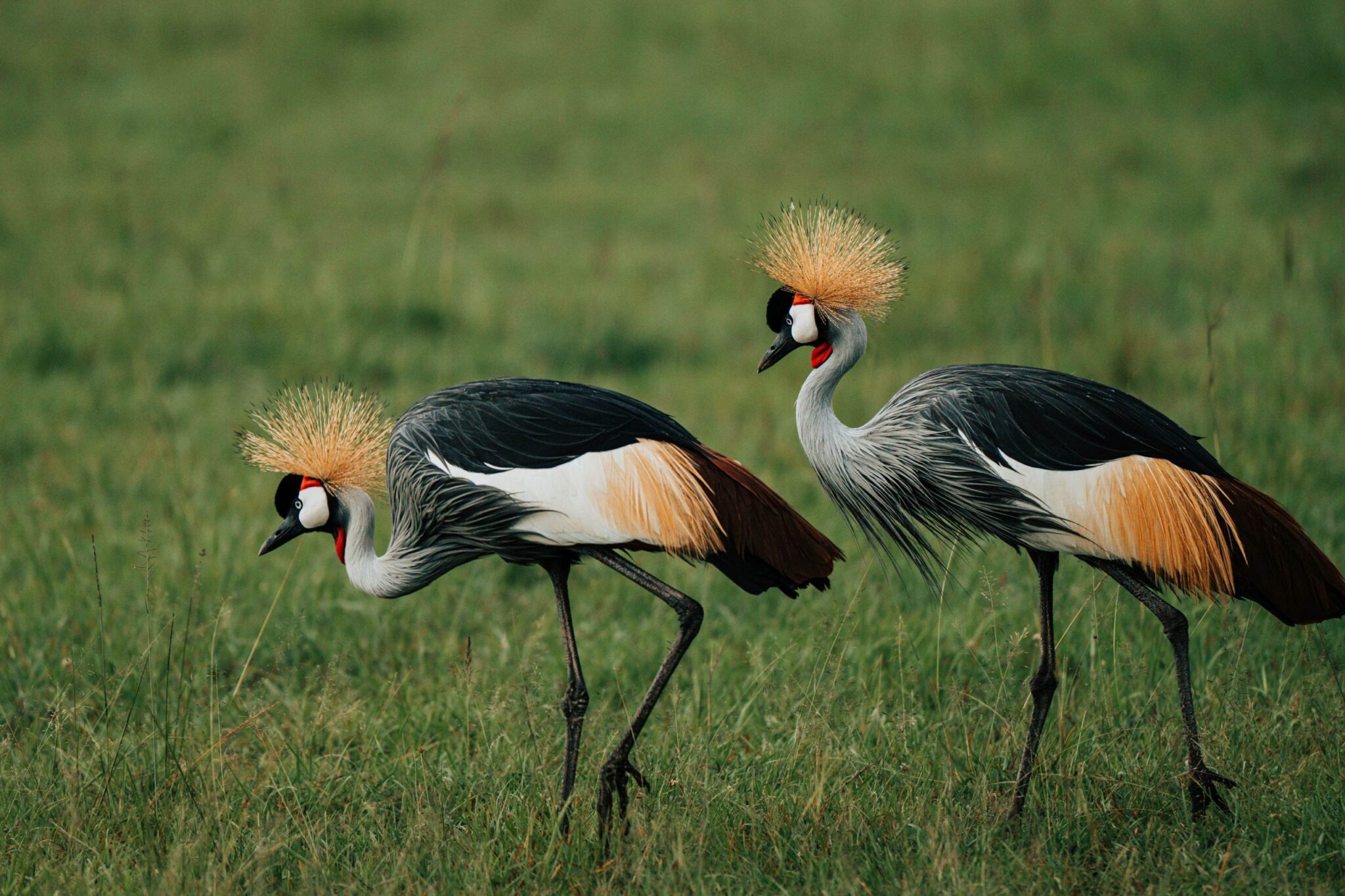 Mara Bush Camp 1