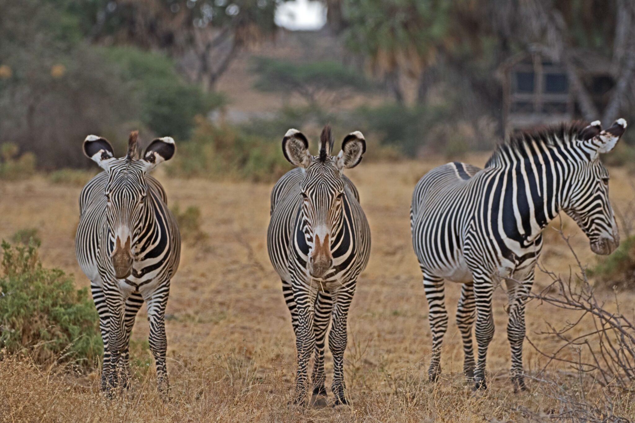 Samburu 1