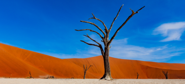 Sossusvlei - Deadvlei
