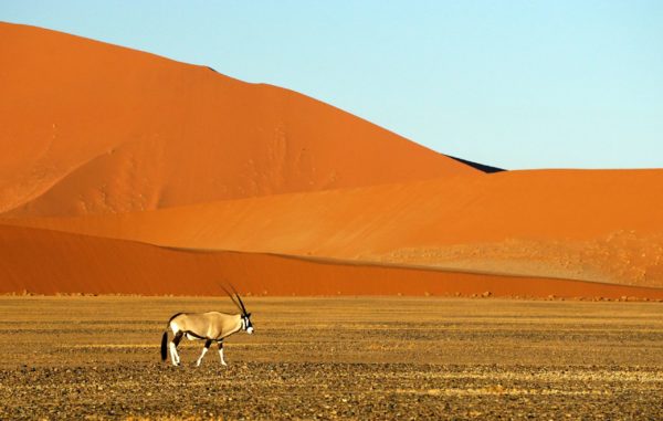 Sossusvlei Oryx