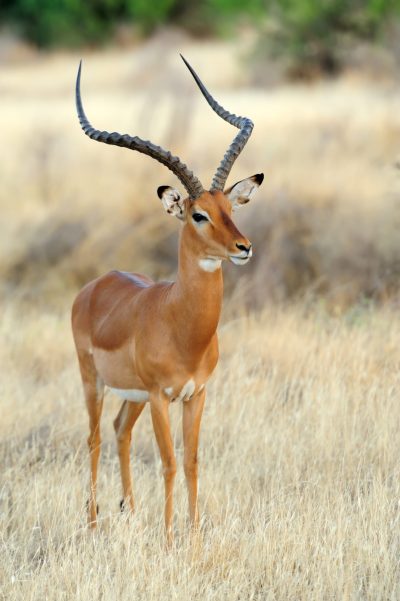 Impala in savanna. National Reserved. South Africa, Kenya